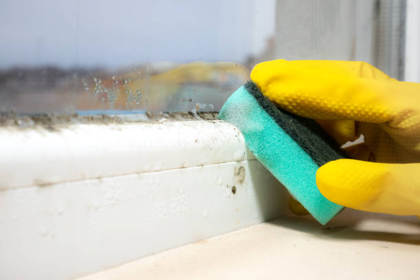 Best Attic Mold Removal  in Okauchee Lake, WI