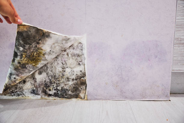 Best Professional Mold Removal  in Okauchee Lake, WI